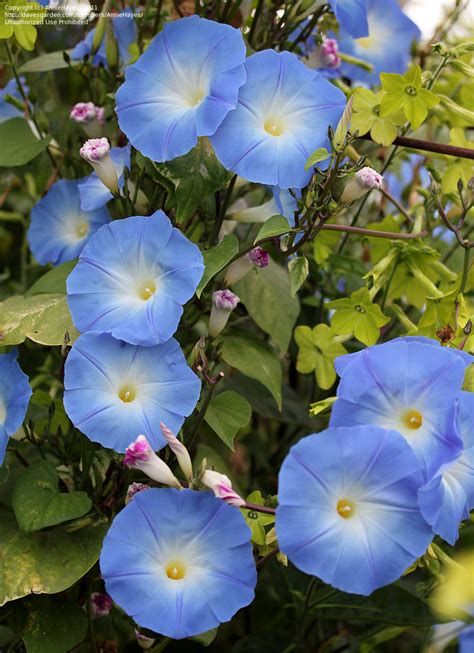 It grows easily here and i do not have the trouble with this particular variety throwing its seed everywhere and coming up the next year in unwanted places. 7月6日「ナンの日」 誕生花：アサガオ - gooブログはじめました!