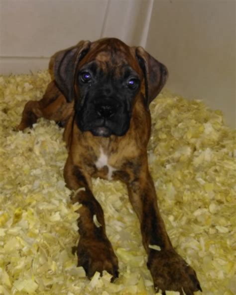 There are various ways to search for boxer dogs for sale in your local area. Boxer Puppies For Sale | Eden, NC #279310 | Petzlover