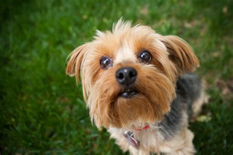 10 Best Small Dog Breeds For Limited Space 2022