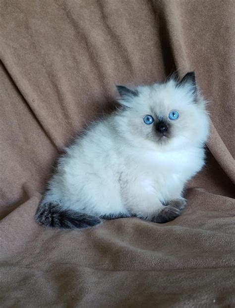 Cute british shorthair kitten playing. Ragdoll Cats For Sale | Minneapolis, MN #290460 | Petzlover