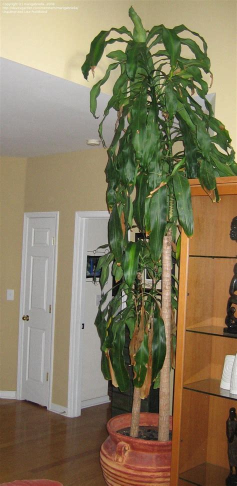 Corn plant care guide light. Indoor Gardening and Houseplants: Help with Corn Plant ...