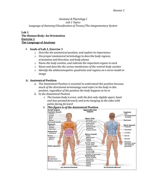 Lab 1 Exercises 123 Anatomy And Physiology I Lab 1 Topics Language Of Anatomyclassification