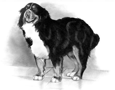 Bernese Mountain Dog By Joyce Geleynse