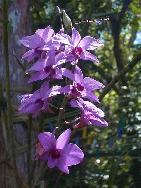 Anggrek Larat Dendrobium Phalaenopsis 2 Alamendahs Blog