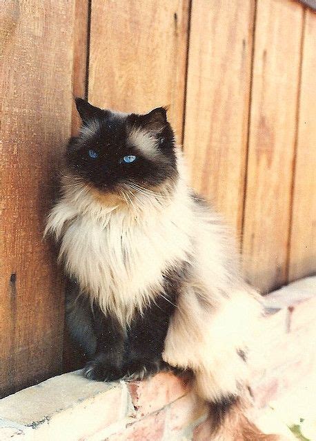 Our Seal Point Himalayan Cat Beautiful Cats Gorgeous Cats Pretty Cats