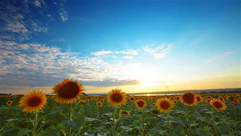 Flowering Sunflowers On A Background Sunset Stock Footage Video 1374700