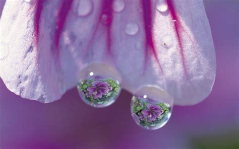 Wallpaper Flowers Purple Water Drops Pollen Blossom Pink Dew