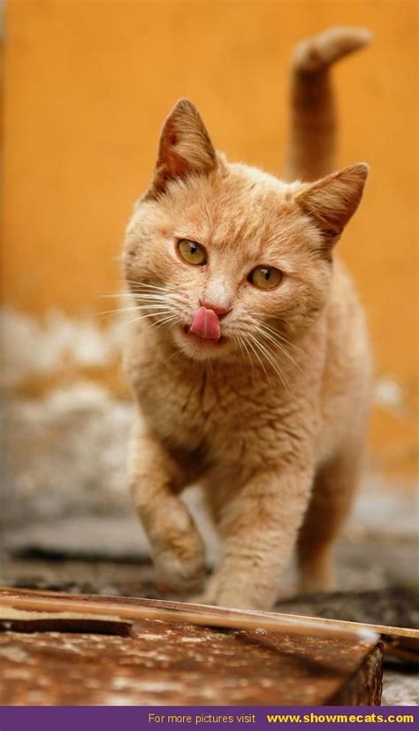 Beautiful Ginger Cat Cats Cats Cats And Furry Felinnes