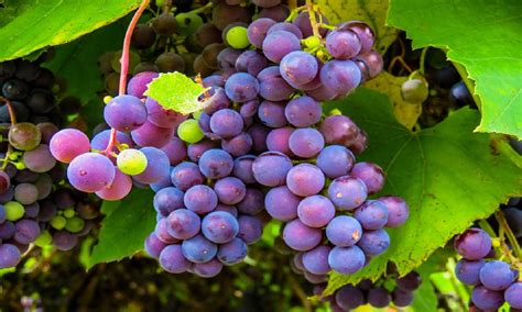 Find photos of grape vine. Helpful tips for tending fruit trees, grape vines, roses ...