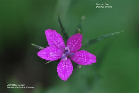 Us Wildflower Deptford Pink Mountain Pink Dianthus Armeria