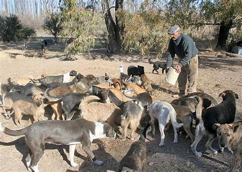 Jauría De Perros Foto Por Jorge Tanos Diario Digital De Río