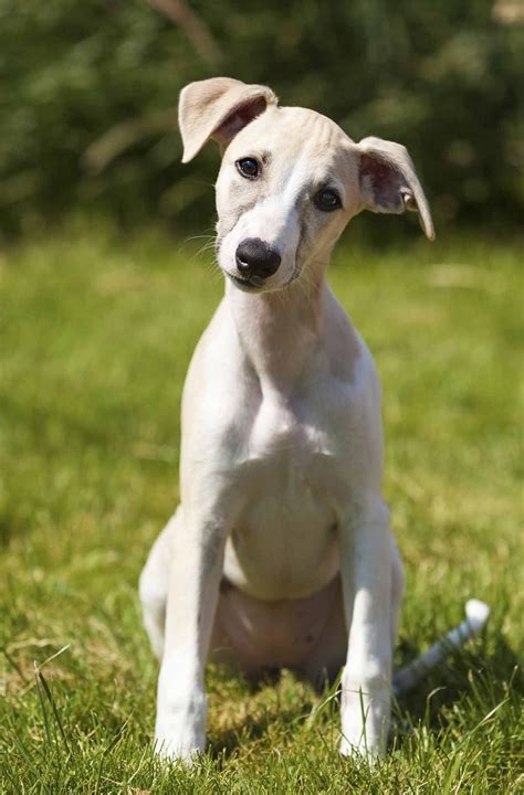 35 Cute Buy A Whippet Puppy Photo Ukbleumoonproductions