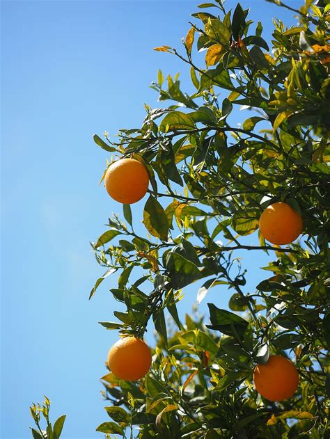 Hd Wallpaper Oranges Fruits Orange Tree Citrus Fruits Leaves