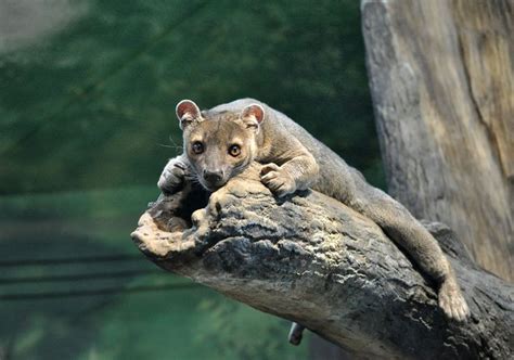 23 Best Fossa Images On Pinterest Wild Animals Cats And