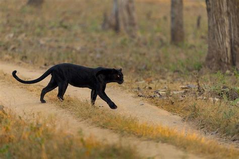 Black panthers are beautiful and fearful animals. Top wildlife sanctuaries to spot a Black Panther in India ...