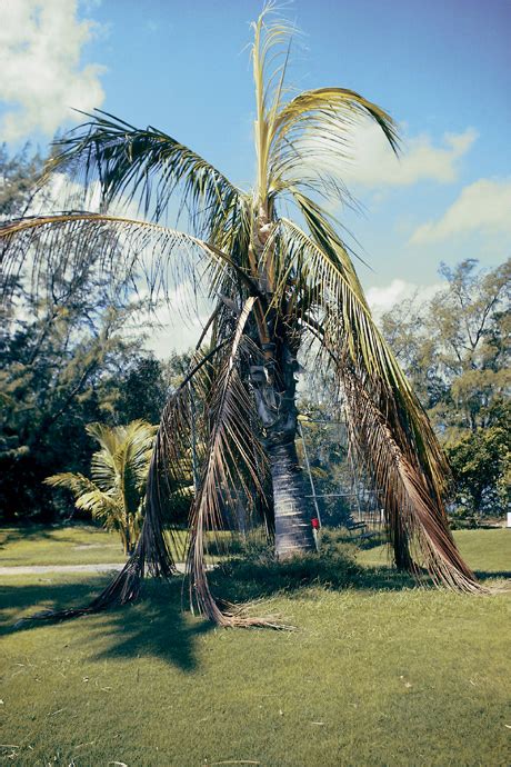 Dwarf and some tall varieties, such as the malayan tall, germinate while still on the palm. palms with lethal yellow,for dwarf-type coconut cultivars ...
