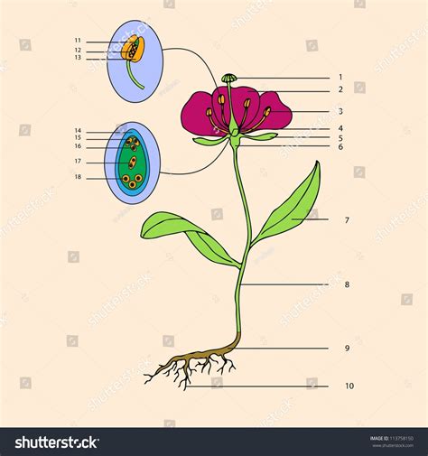 Botanic Educational Illustration Of Flower Morphology 113758150
