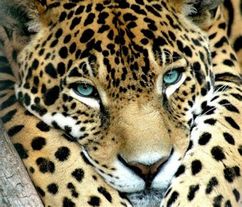 Eyes of Jaguar | Jaguar animal, Rainforest animals, Animals