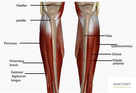 The anterior muscles are dorsiflexors at the ankle (bringing the top of the foot towards the leg) and the gastrocnemius is the most prominent and superficial muscle of the calves. Lower Leg Bones Diagram - Bones Of The Lower Limb Anatomy ...