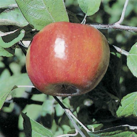 Liberty Dwarf Apple Garden Center Bareroot Jung Seed Company