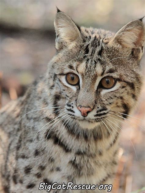 Small Wild Cats In Florida Idalias Salon