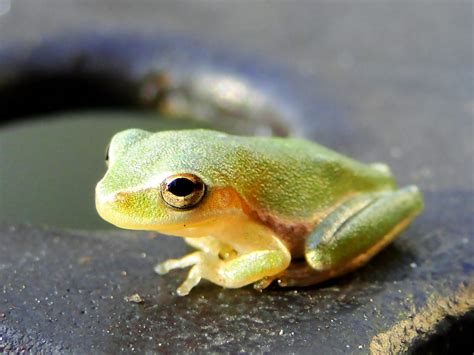 Baby Green Tree Frog On The Jungle Gym Tamara Ramos Flickr