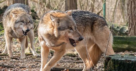 Colorado Confirms Wolf Depredation Incident In Jackson County