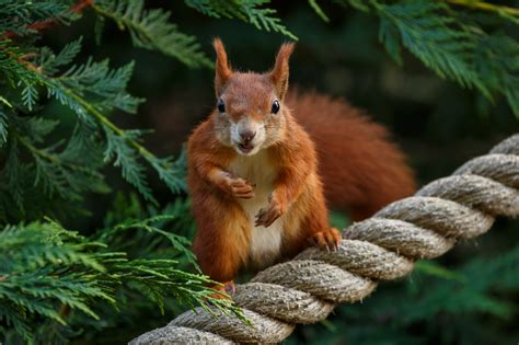 Download Rope Rodent Animal Squirrel Hd Wallpaper