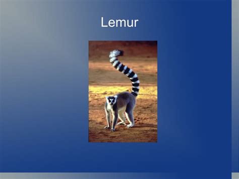 Lemur Ppt
