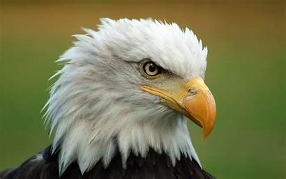 Eagle Bald Eagles Head Backgrounds Facts Commons
