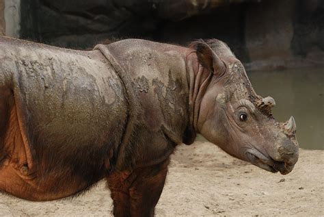 Sumatran Rhinoceros Dicerorhinus Sumatrensis The Perfect World