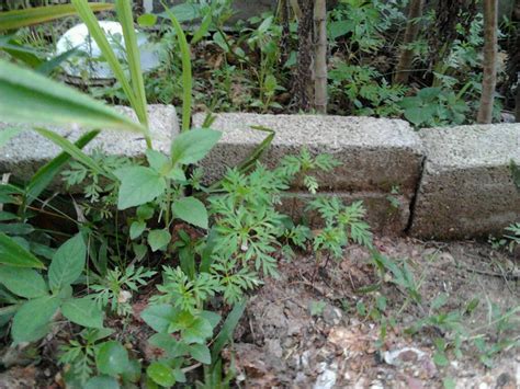 4,330 likes · 21 talking about this · 176 were here. Seronoknya Melihat Pokok Membesar- Kacang Botor & Ulam Raja