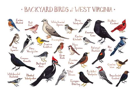 One of america's favorite backyard birds; West Virginia Backyard Birds Field Guide Art Print / | Etsy