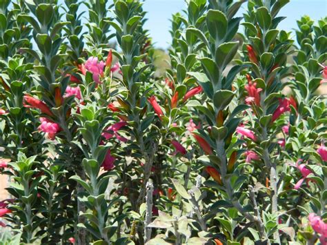 Valentine emu is a very hardy shrub that brightens desert landscapes in late winter before most moon valley nurseries has a great selection of valentine emu bush shrubs that are grown only from. Eremophila calorhabdos - Emu Bush | Gardening With Angus