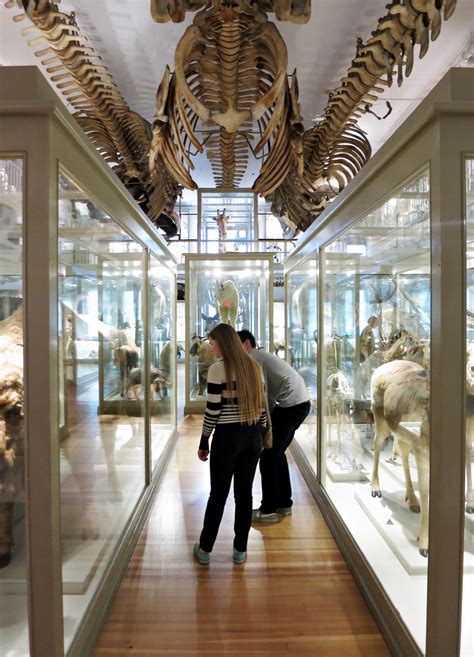Exploring The Harvard Museum Of Natural History New England