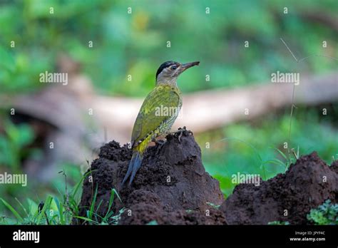Streak Throated Woodpecker On A Mound Nagarhole India Stock Photo Alamy