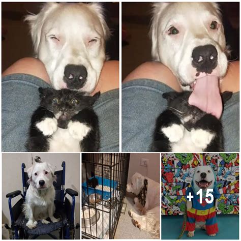 Blind And Deaf Dog No One Wanted Now Looks After Every Sick Foster
