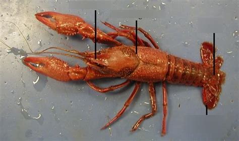 Crayfish External Diagram Quizlet