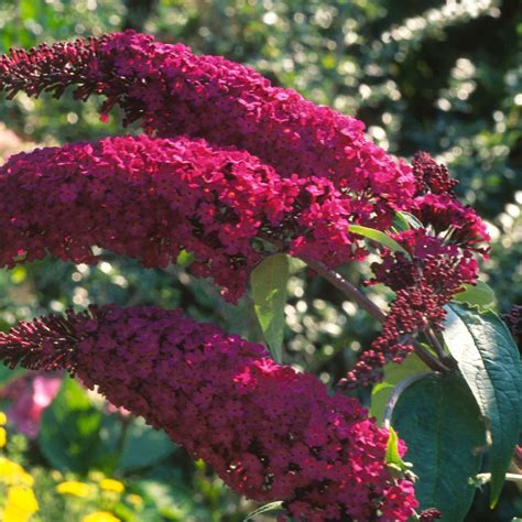 Royal Red Butterfly Bush For Your Butterfly Garden