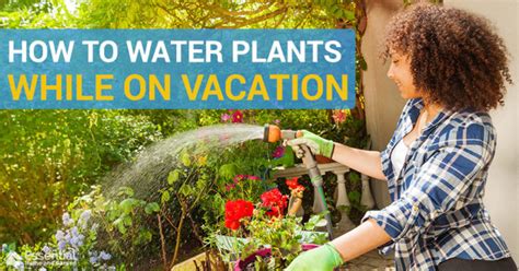10 Ways To Water Plants While On Vacation Essential Home And Garden
