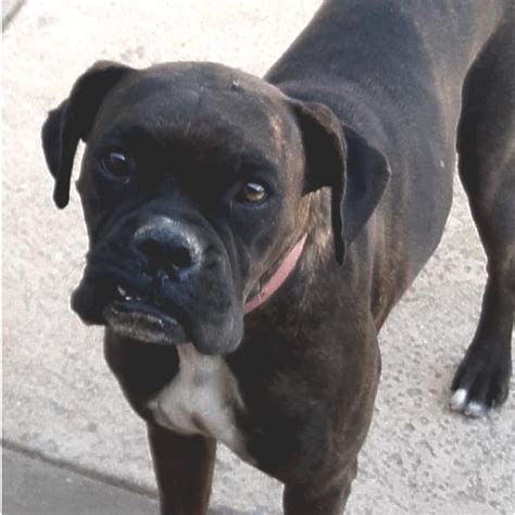 Like our page and follow us for our fall litter. Boxer, puppies, adult dogs, canine rescues,Tucson, AZ