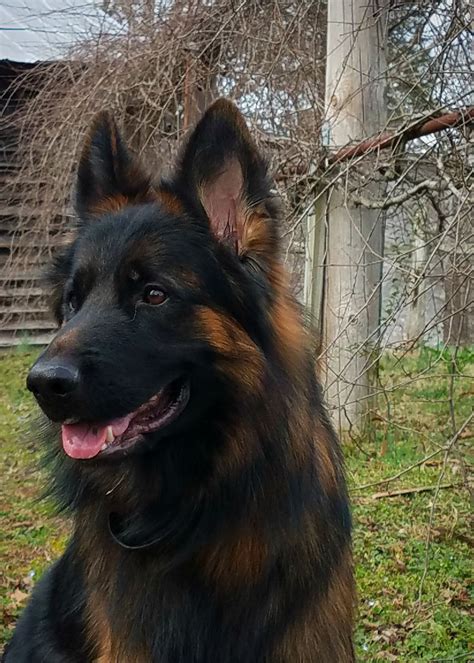 Red And Black Long Haired German Shepherd Puppies For Sale Pets Lovers
