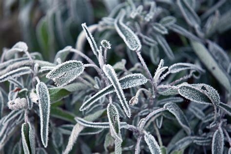 What To Grow In Winter 37 Plants Perfect For Winter Gardening