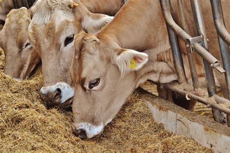 Which animal feeds are fit for the future? - Futures Centre - Medium