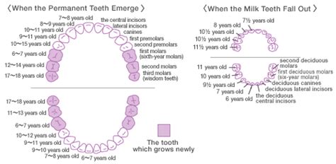 The Roles And Structure Of Teeth｜lion Corporation