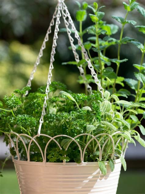 Hanging Herb Baskets How To Make An Herb Garden In A Basket