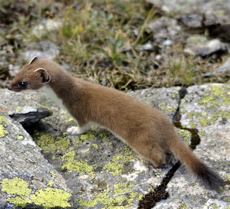 The Stoat Or Ermine The Stelvio National Park Trentino Italy