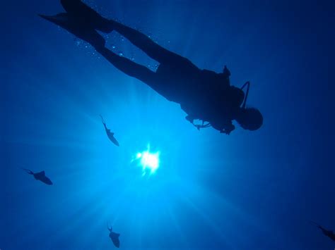 Must Watch Dive Documentaries Scuba Diver Life