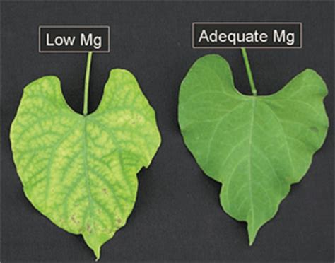 It serves as a building block for chlorophyll which is essential for photosynthesis. Magnesium Deficiency In Plants