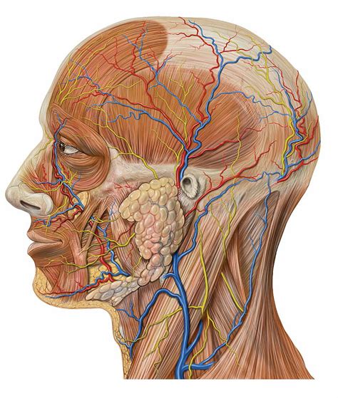 Major Vein In Neck What Are The Veins In The Back Of Your Neck